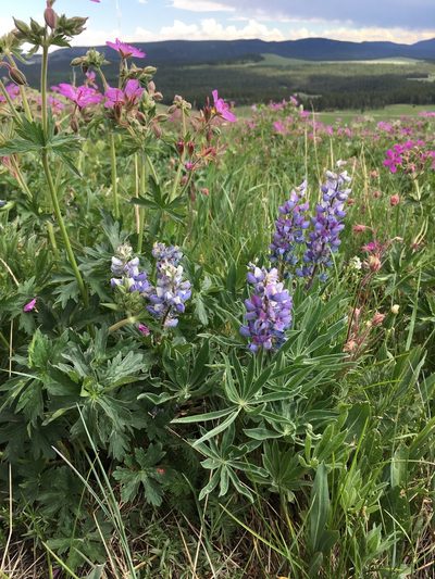 Lupinus wyethii, photographed by Cecelia Alexander