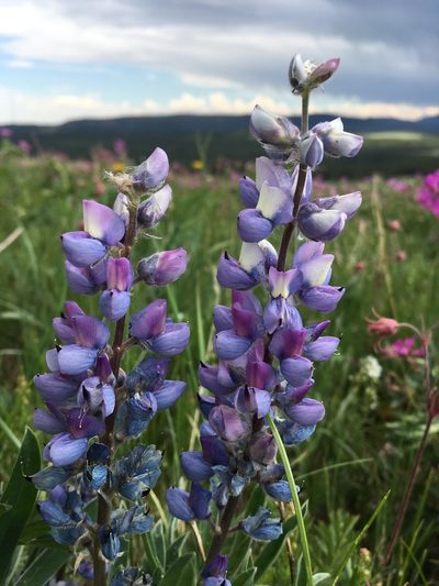 Lupinus wyethii, photographed by Cecelia Alexander