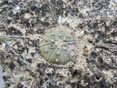 Astrophytum asterias, photographed by Reid Hardin