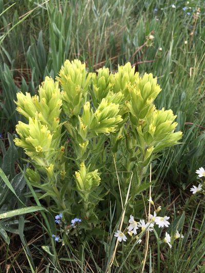 Castilleja pulchella, photographed by Cecelia Alexander