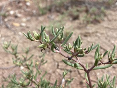Sesuvium verrucosum, photographed by Reid Hardin