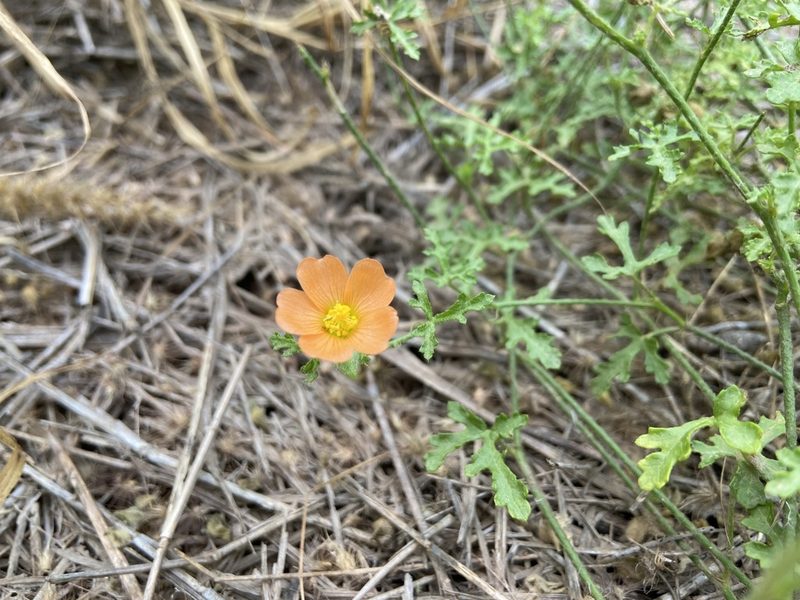 Sphaeralcea pedatifida, photographed by Reid Hardin