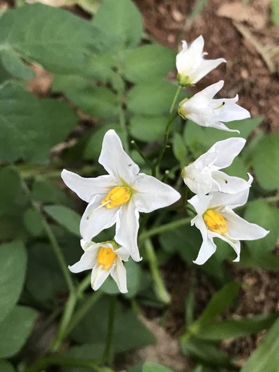Solanum chacoense, photographed by syvwlch