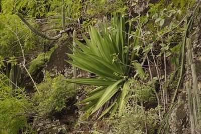 Furcraea tuberosa, photographed by Eric Knight