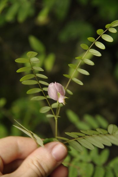 Coursetia caribaea, photographed by Eric Knight