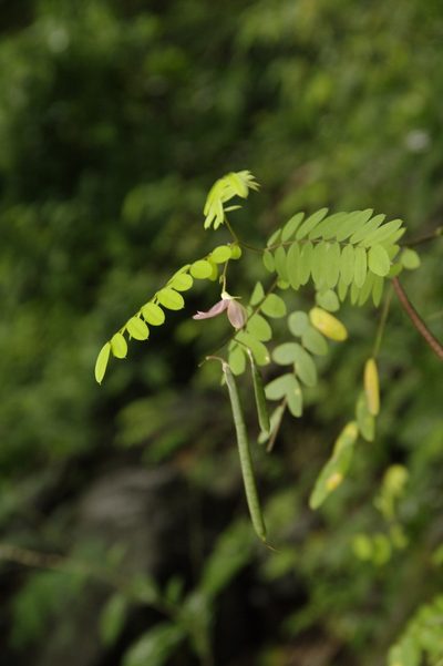 Coursetia caribaea, photographed by Eric Knight