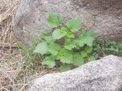 Urtica gracilenta, photographed by Alex Abair