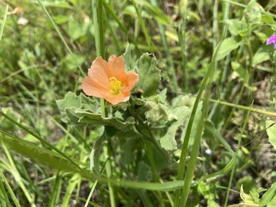 Sphaeralcea lindheimeri, photographed by Reid Hardin