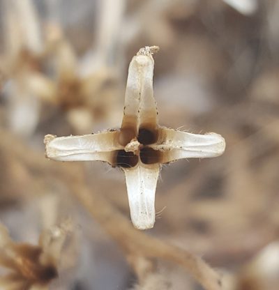 Oenothera organensis, photographed by Alex Abair
