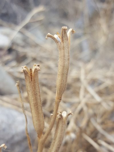 Oenothera organensis, photographed by Alex Abair