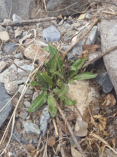 Oenothera organensis, photographed by Alex Abair
