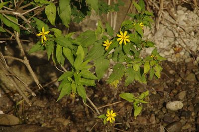 Wedelia calycina, photographed by Eric Knight