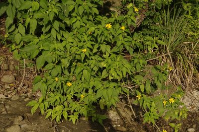 Wedelia calycina, photographed by Eric Knight