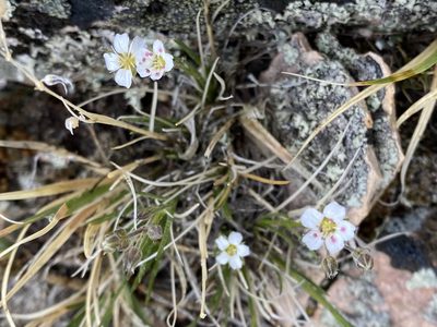 Eremogone fendleri, photographed by Elliott Gordon