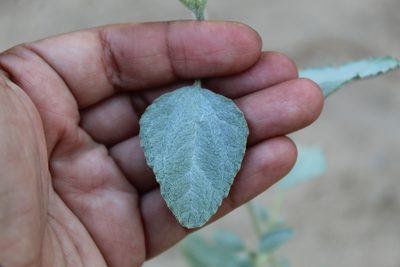 Dicoria canescens, photographed by Yuliana Dimas
