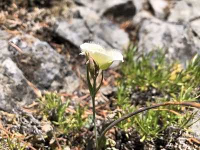 Calochortus subalpinus, photographed by Kieran Hanrahan