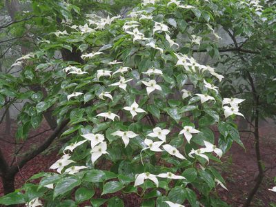 Cornus kousa, photographed by Marco Mussita