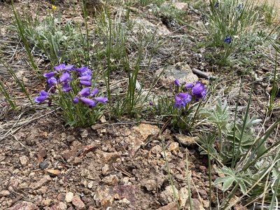 Penstemon hallii, photographed by Elliott Gordon
