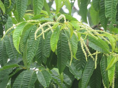 Castanea crenata, photographed by Marco Mussita