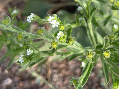 Lappula occidentalis, photographed by lejones417