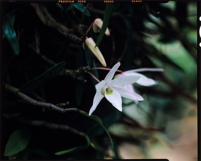 Dendrobium moniliforme, photographed by Hibiki Katayama