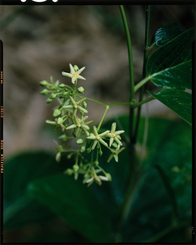 Vincetoxicum japonicum, photographed by Hibiki Katayama