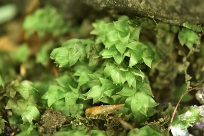 Hookeria acutifolia, photographed by Braden J. Judson