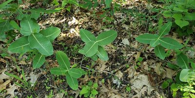 Asclepias amplexicaulis, photographed by aarongunnar