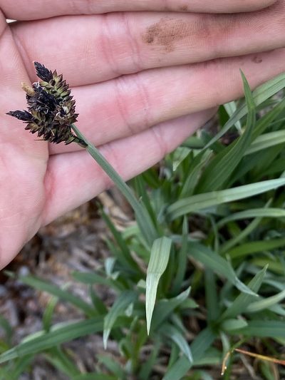 Carex scopulorum, photographed by Elliott Gordon