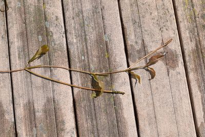 Potamogeton illinoensis, photographed by velodrome