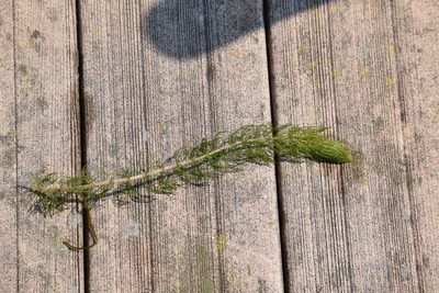 Myriophyllum sibiricum, photographed by velodrome