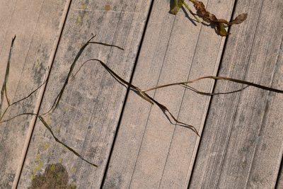 Potamogeton zosteriformis, photographed by velodrome