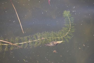 Myriophyllum sibiricum, photographed by velodrome