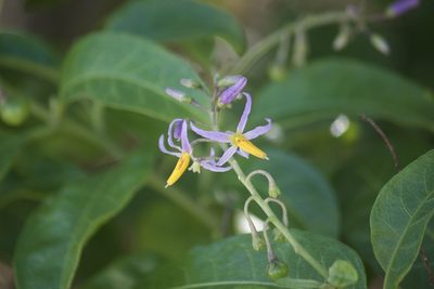 Solanum bahamense, photographed by Diego Blanco