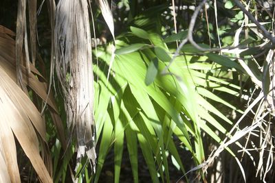 Thrinax radiata, photographed by Diego Blanco