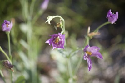 Eustoma exaltatum, photographed by Diego Blanco