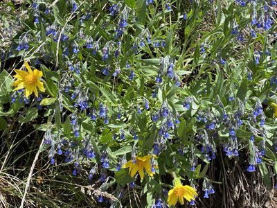 Mertensia lanceolata, photographed by Elliott Gordon