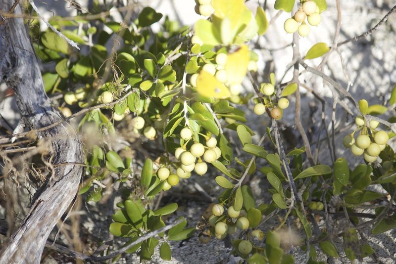 Jacquinia keyensis, photographed by Diego Blanco