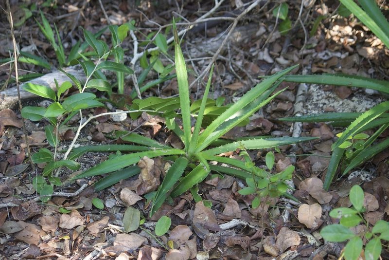Agave decipiens, photographed by Diego Blanco