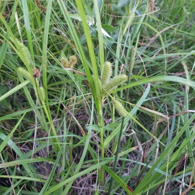 Carex frankii, photographed by Robert Hoard