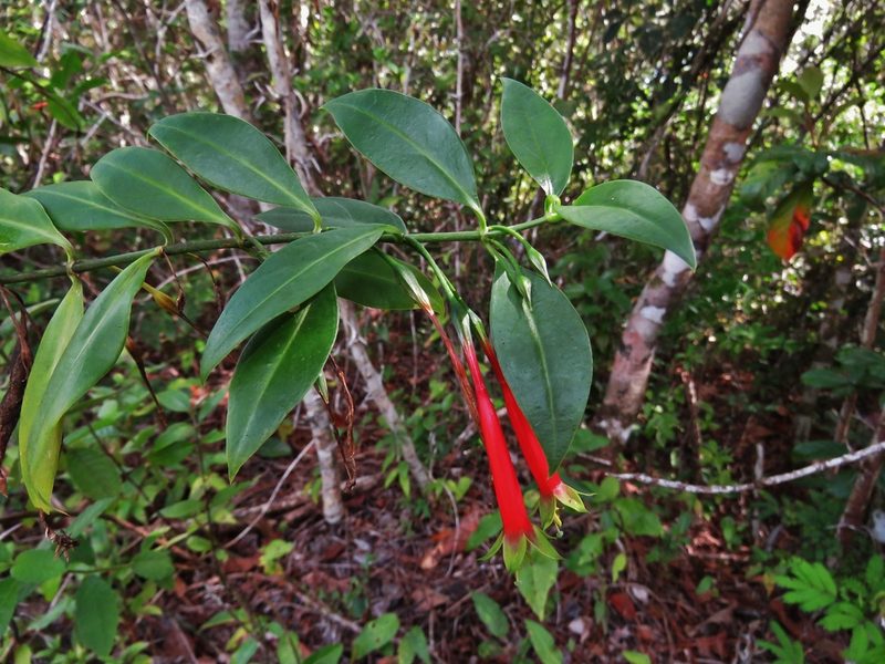 Lisianthius axillaris, photographed by Annika Lindqvist