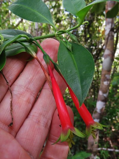 Lisianthius axillaris, photographed by Annika Lindqvist