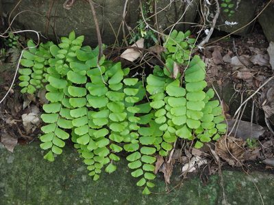 Adiantum philippense, photographed by 葉子