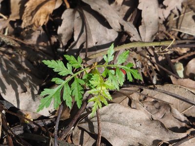 Koelreuteria elegans, photographed by 葉子