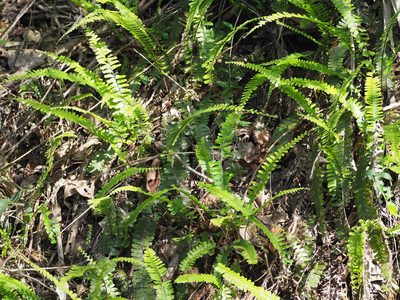 Adiantum caudatum, photographed by 葉子