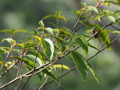 Oreocnide pedunculata, photographed by 葉子