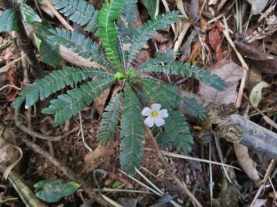 Biophytum dendroides, photographed by Annika Lindqvist
