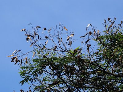 Falcataria falcata, photographed by 葉子