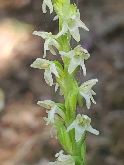 Platanthera ephemerantha, photographed by Shane Johnson