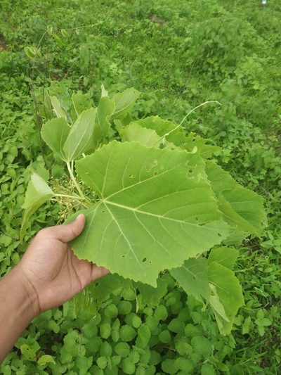 Cissus woodrowii, photographed by S.MORE